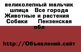 великолепный мальчик шпица - Все города Животные и растения » Собаки   . Пензенская обл.